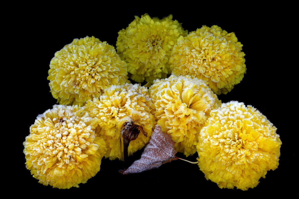 Бархатцы 1 октября на ВДНХ - Михаил Бибичков