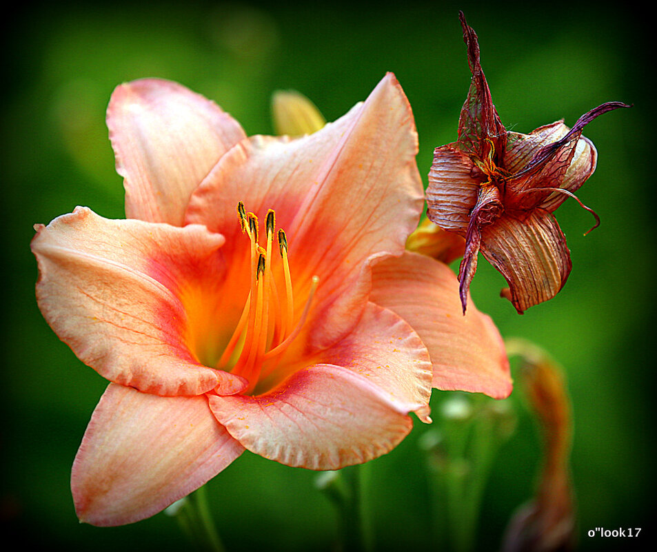 они на радость нам даны - Олег Лукьянов