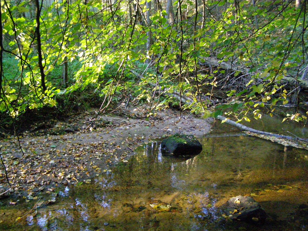 Лесная речка - Анна Воробьева