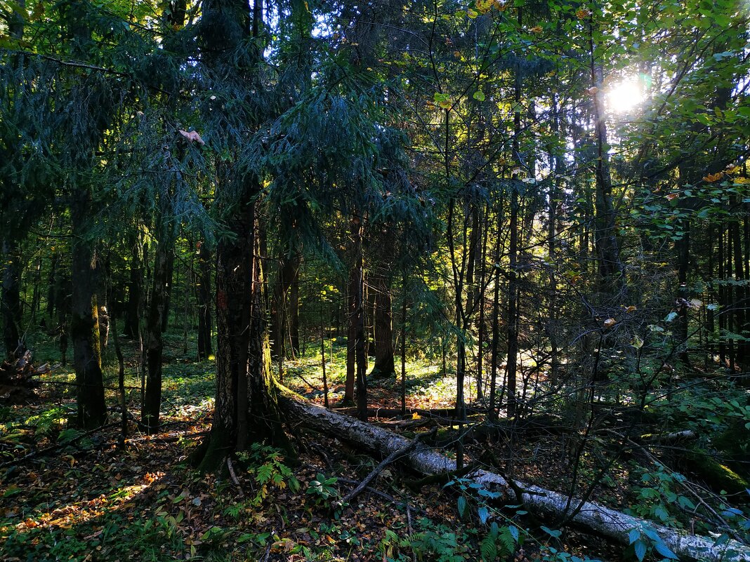 Октябрь уж наступил (Пушкин опять оказался прав) - Андрей Лукьянов