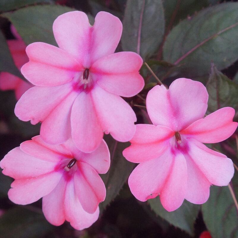 бальзамин - zavitok *