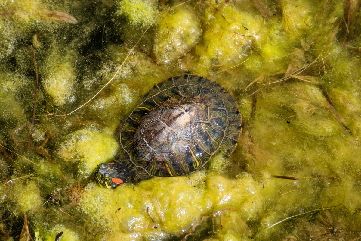 Красноухая черепаха - Игорь Сикорский