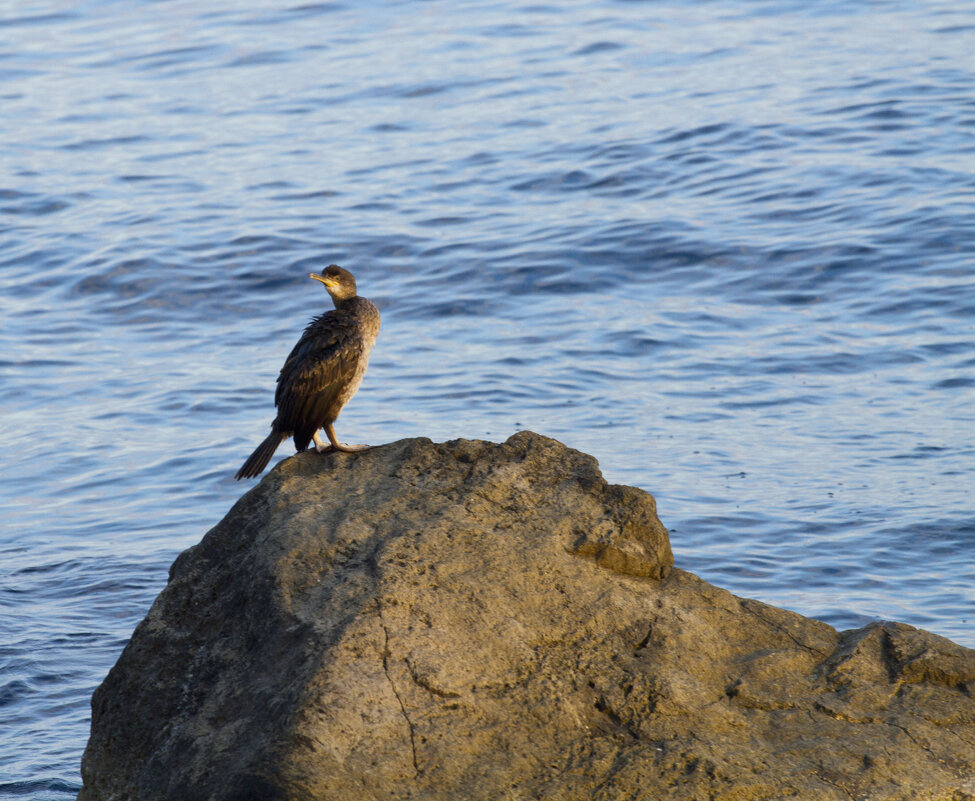 О птичках - Олег Денисов