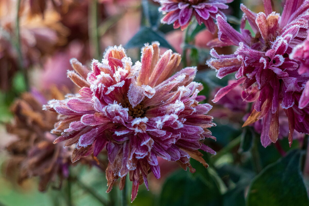 Картинка из первооктябрьского утра. - Анатолий. Chesnavik.