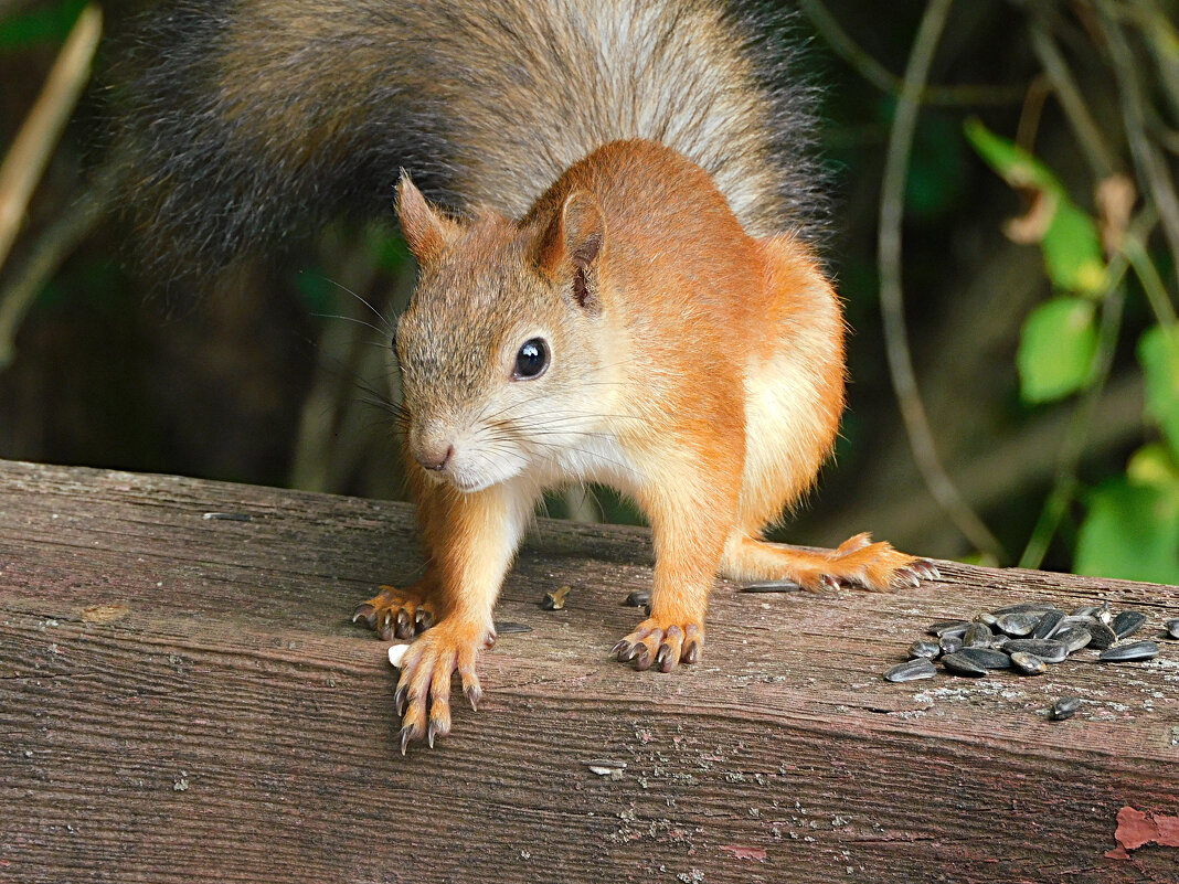 Белка - Лина 