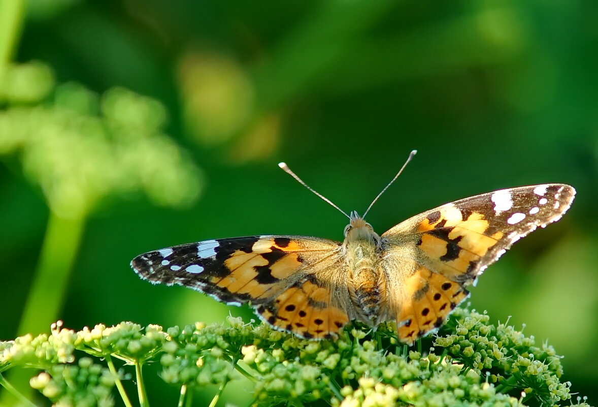 из серии " Макро мир вокруг нас..." - Николай Саржанов