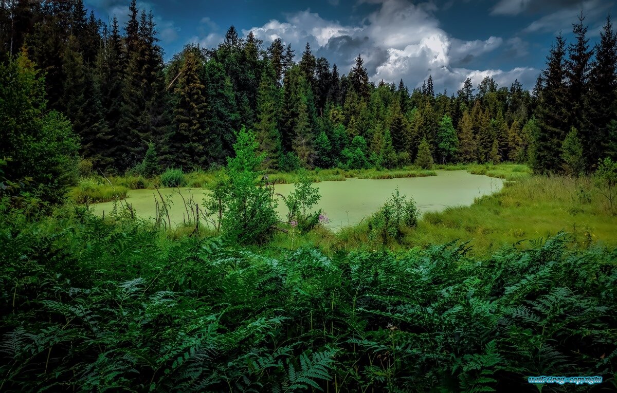 ...Где-то в лесах.! - Павел Курков