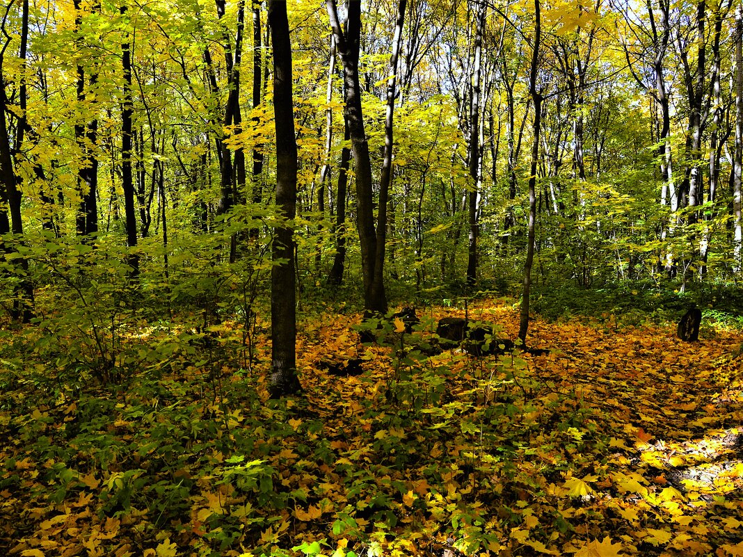 Чебоксары. Заросли рощи Шупашкар осенью. - Пётр Чернега