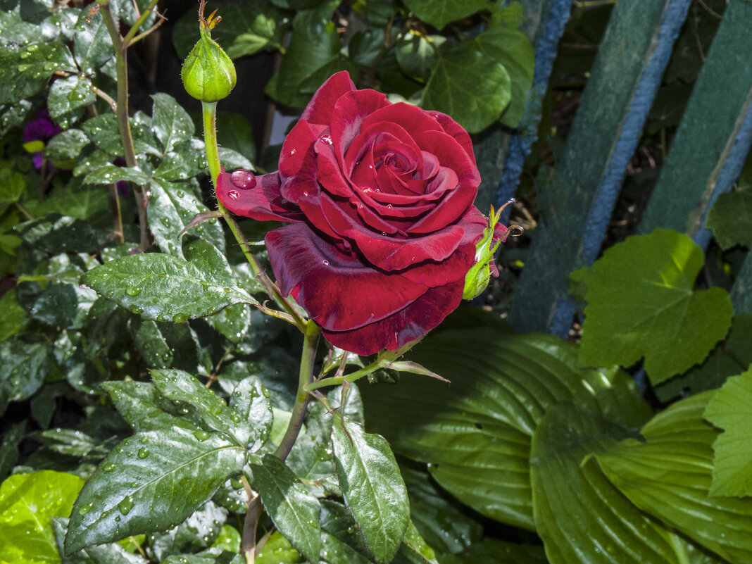 Бархатная  роза - Валентин Семчишин