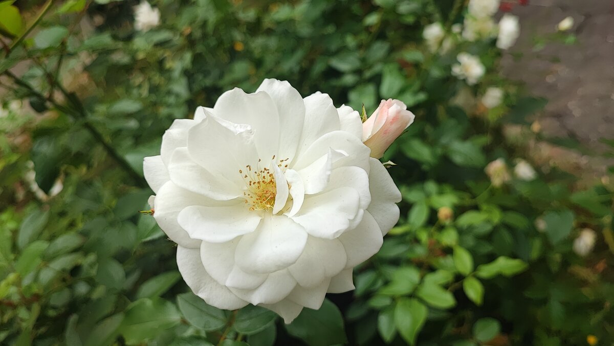 ,,, - Сергей Тимоновский