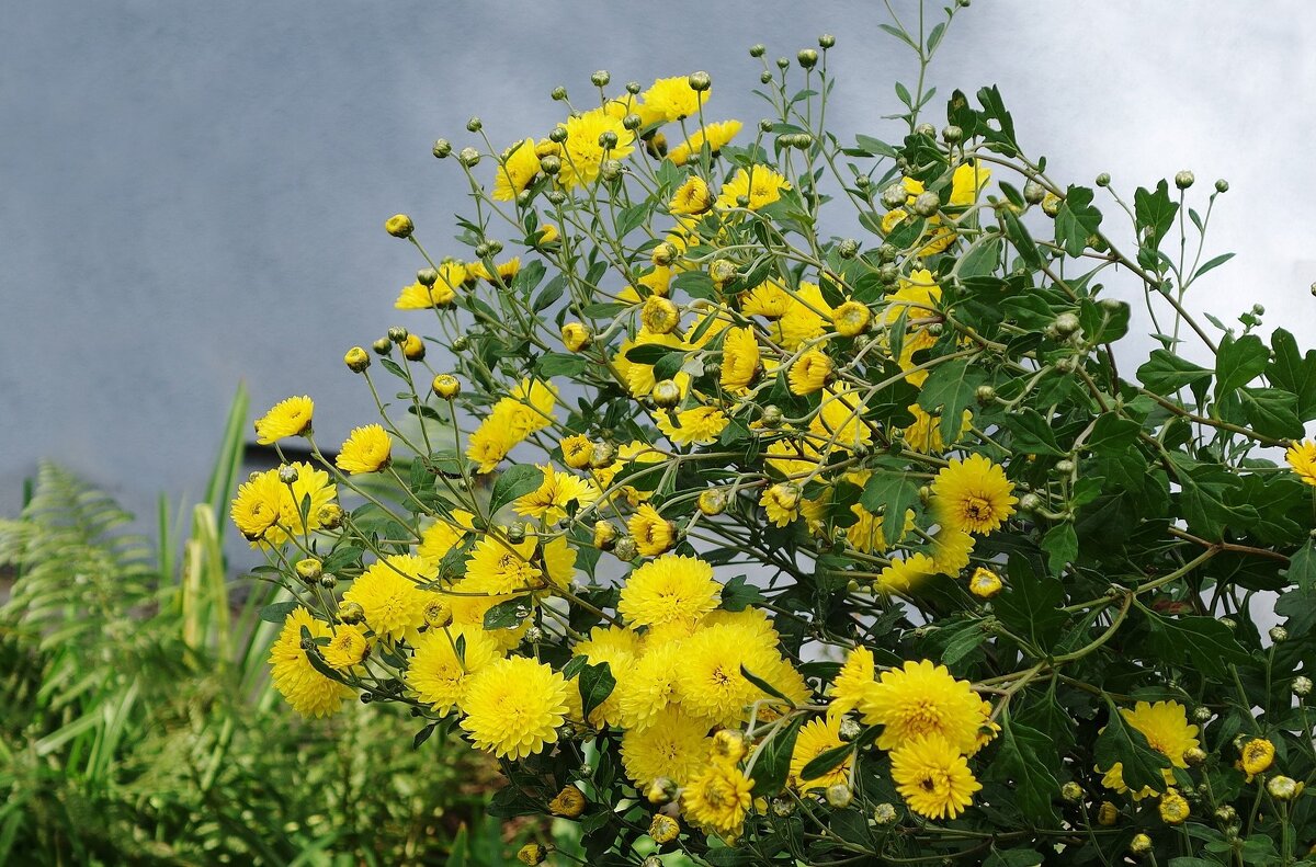 Хризантема - Рита Симонова