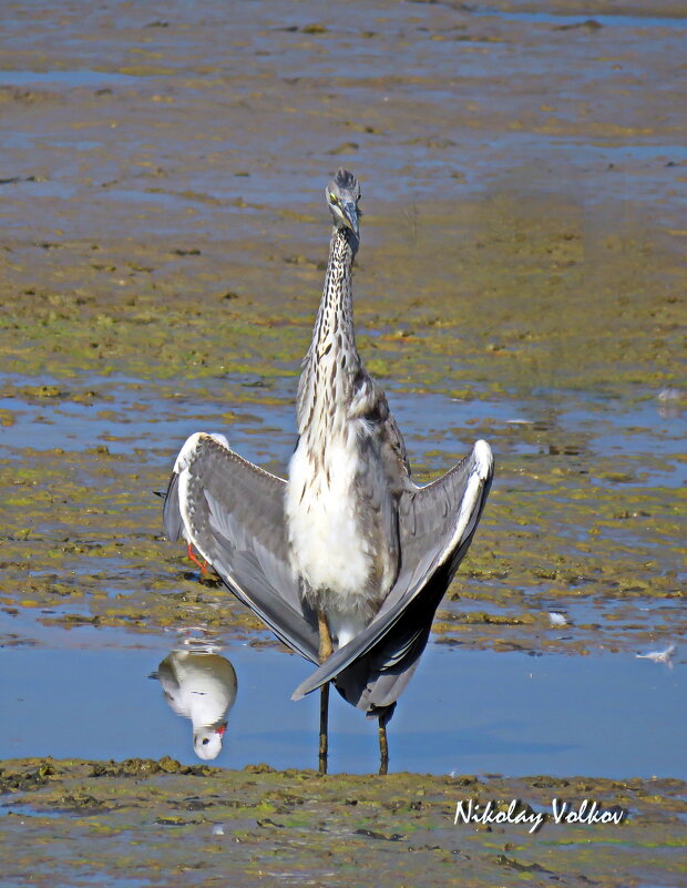Серая цапля сушит крылья. - Николай Волков