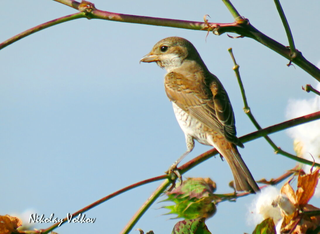 Сорокопут - Николай Волков