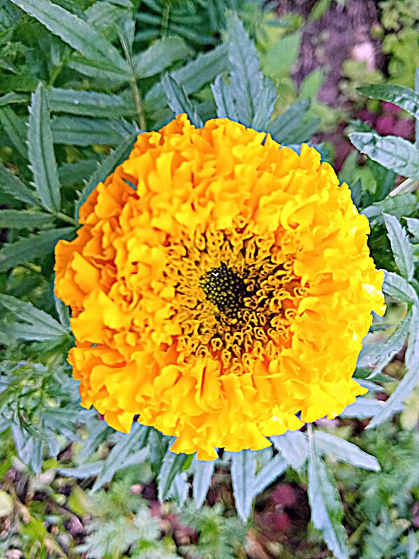 Цветы. - Владимир Драгунский