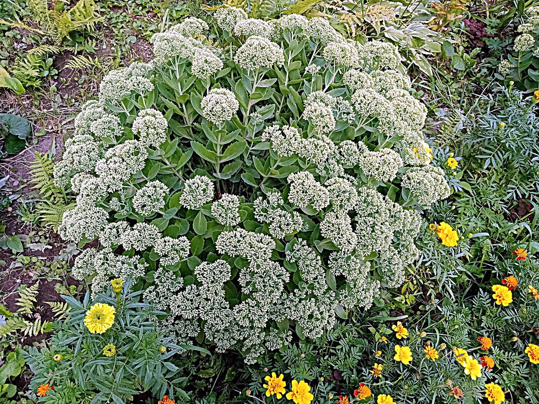 Цветы. - Владимир Драгунский