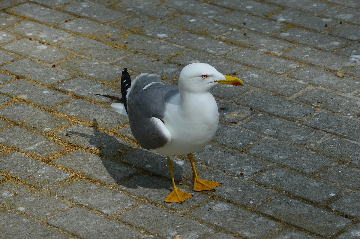 Чайка - Надежда 