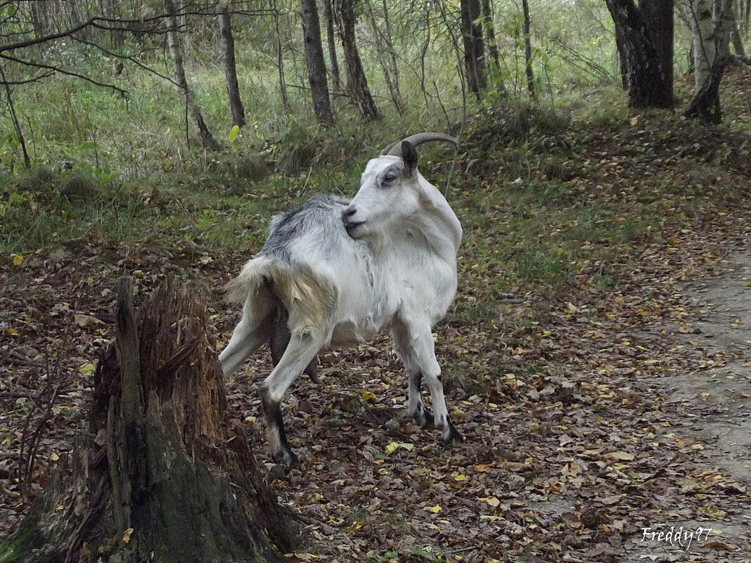 Комары заели... - Freddy 97