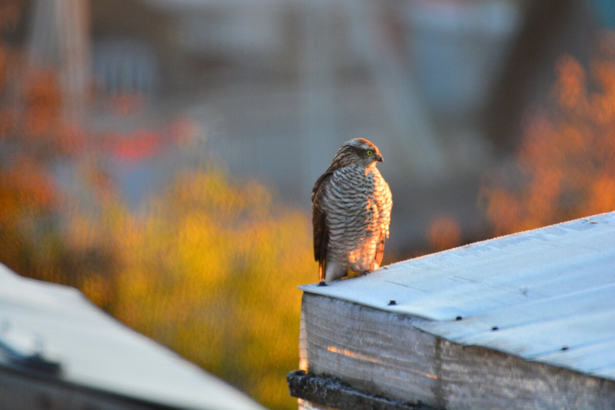 ястреб-перепелятник прилетел в разведку - леонид логинов