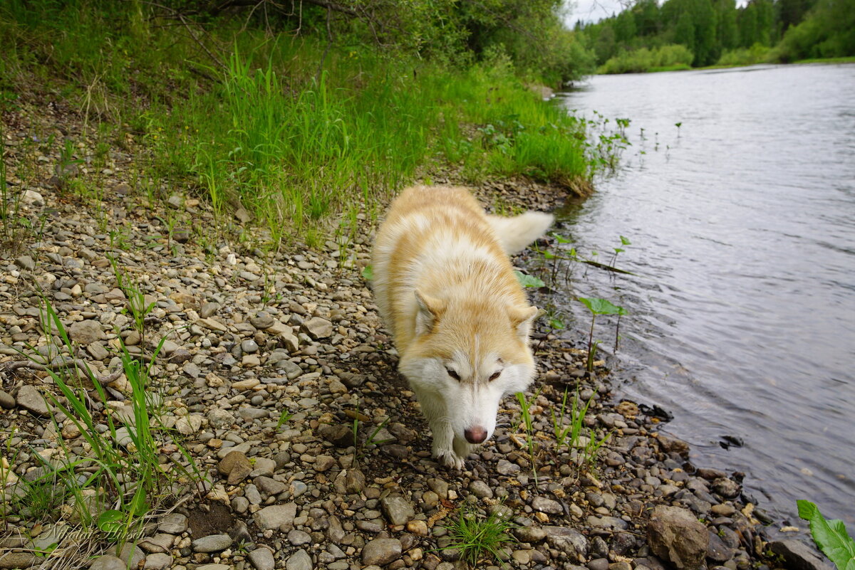Хитрюга... - Николай Гирш