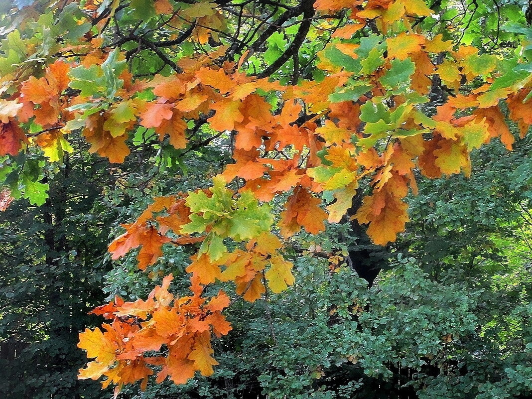 Осенний этюд - Ольга Довженко