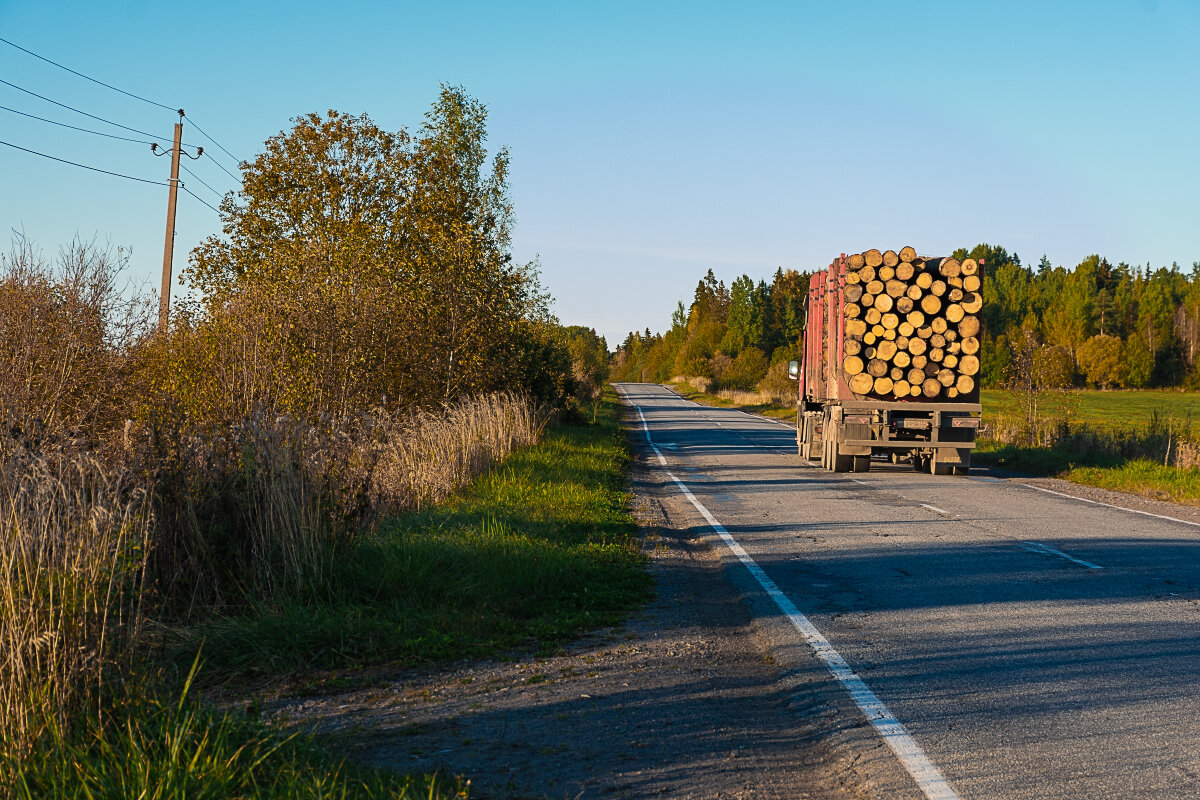 Откуда дровишки?- Из лесу вестимо - Роман никандров