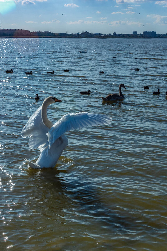 грация - Дмитрий Лупандин