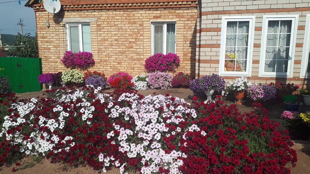 ПЕТУНИВЫЙ САД - СЕРГЕЙ ФИЛОЧКИН