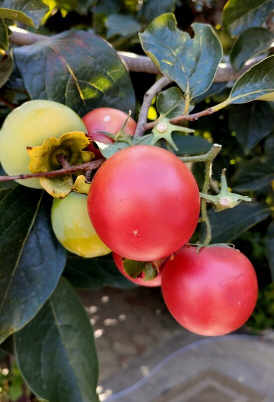 Хурма-ранний сорт... - Александр Кондаков