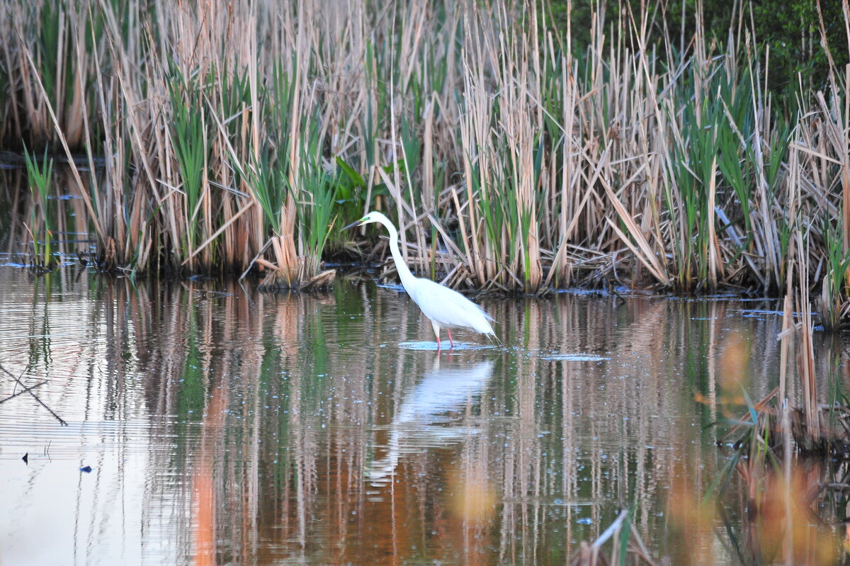 Цапля на охоте. - Владимир Филимонов