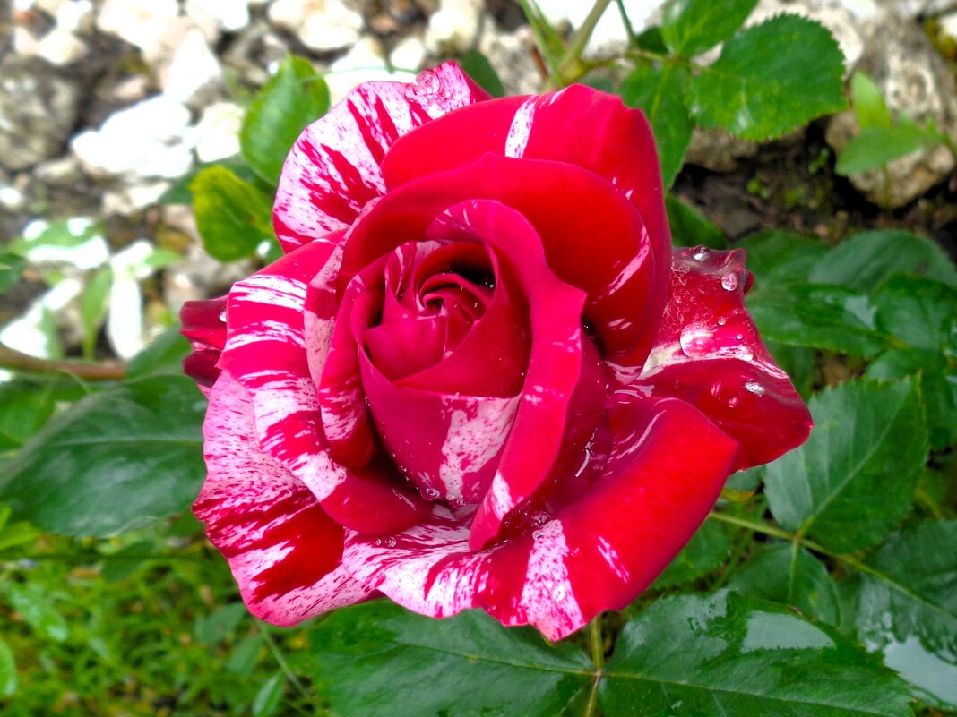 роза - Наталья 