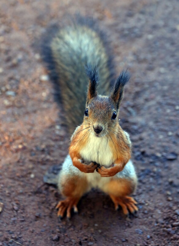 Царицыно 2 октября - Михаил Бибичков