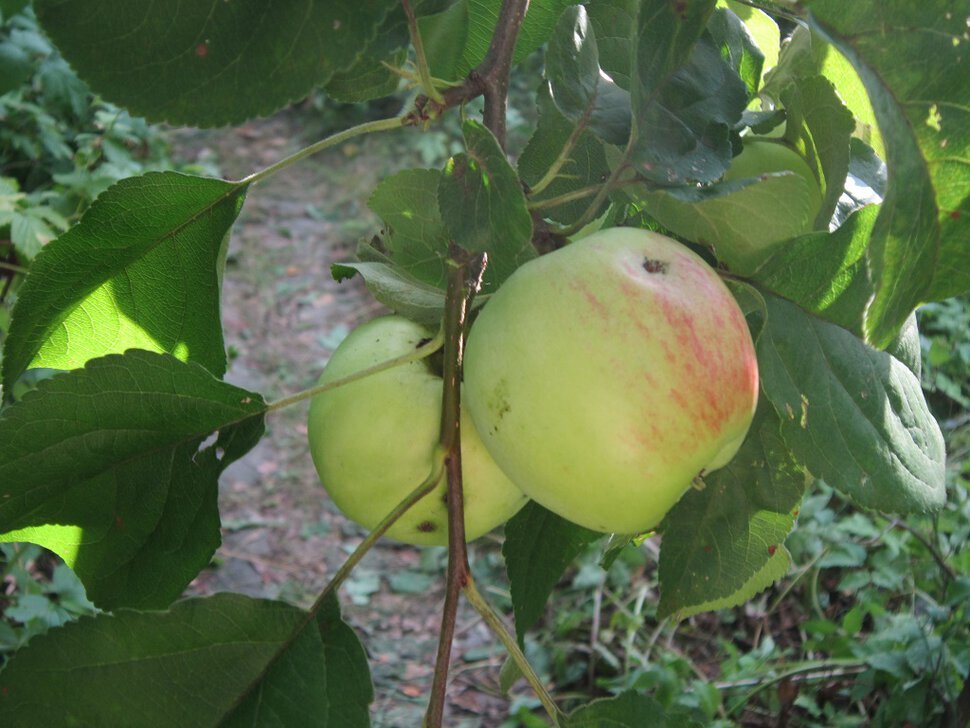 Червоточинка не укор - Дмитрий Никитин