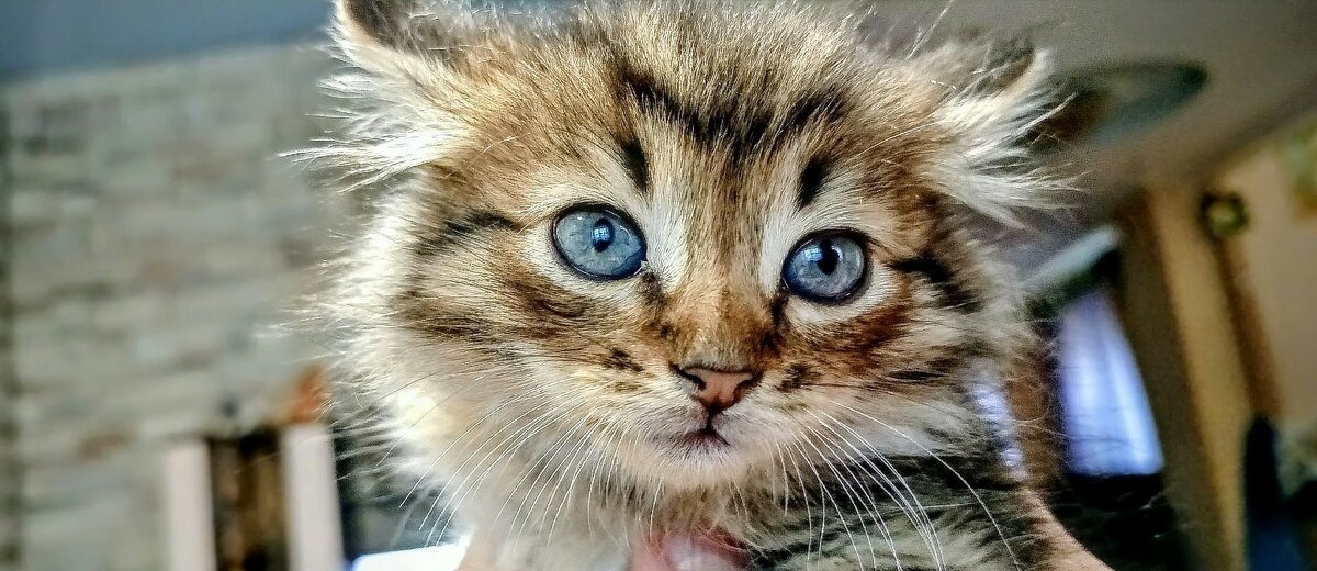 Вот такое маленькое чудо. - Михаил Столяров