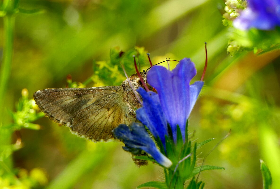 опять про бабочек 31 - Александр Прокудин опять про бабочек 31 - Александр Прокудин