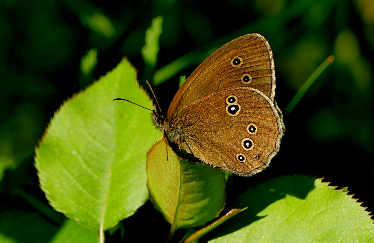 опять про бабочек 33 - Александр Прокудин