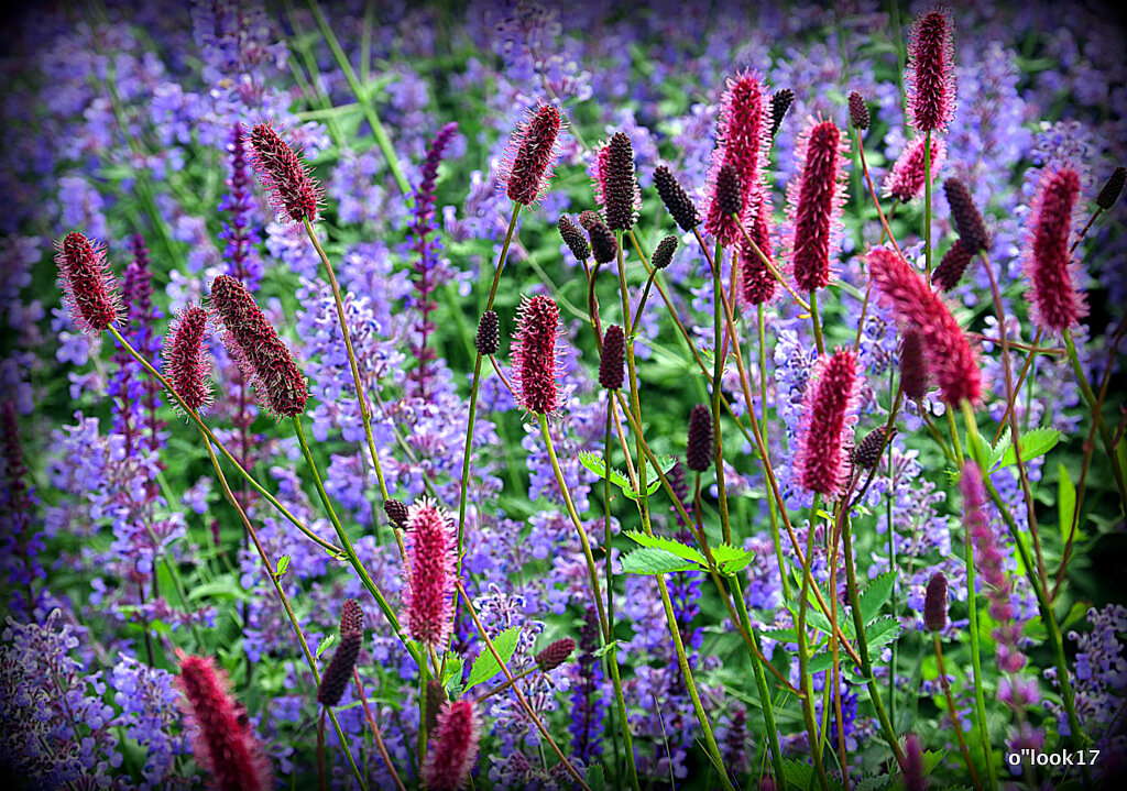 природа шепчет - Олег Лукьянов