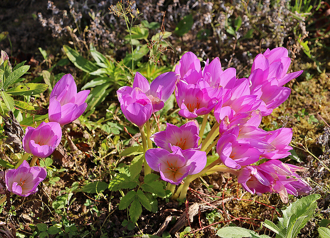 Осень - время безвременников - Светлана 