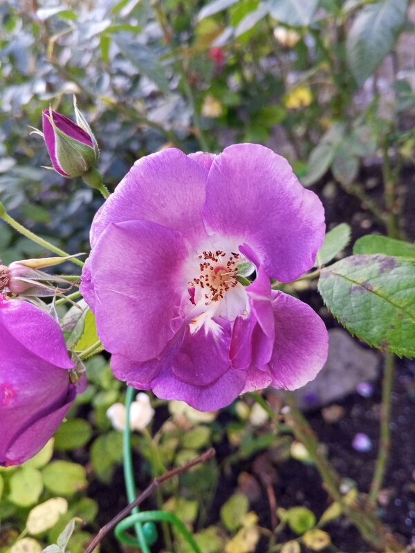 Роза - Сапсан Роза - Сапсан