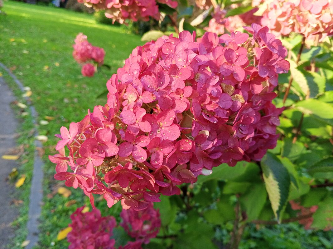 Гортензия - Сапсан 