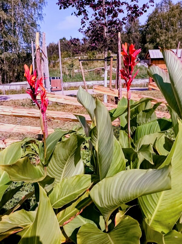 Канны - Veera V