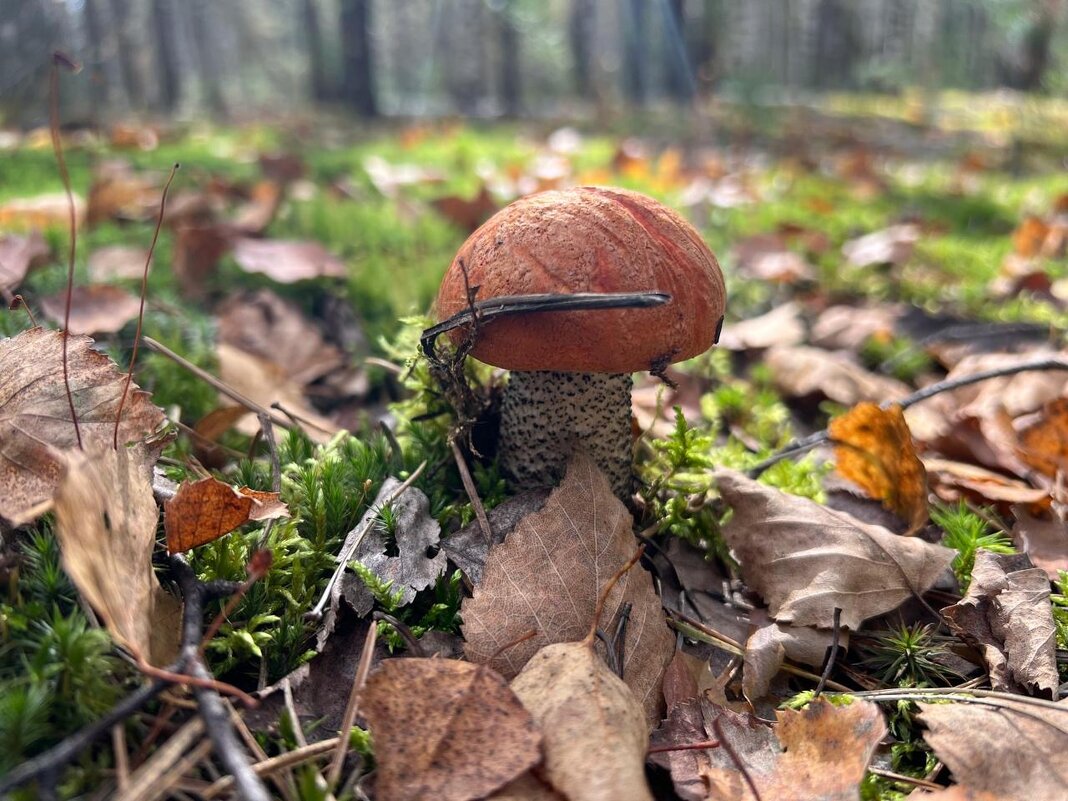 Осень - Наталья Маркелова