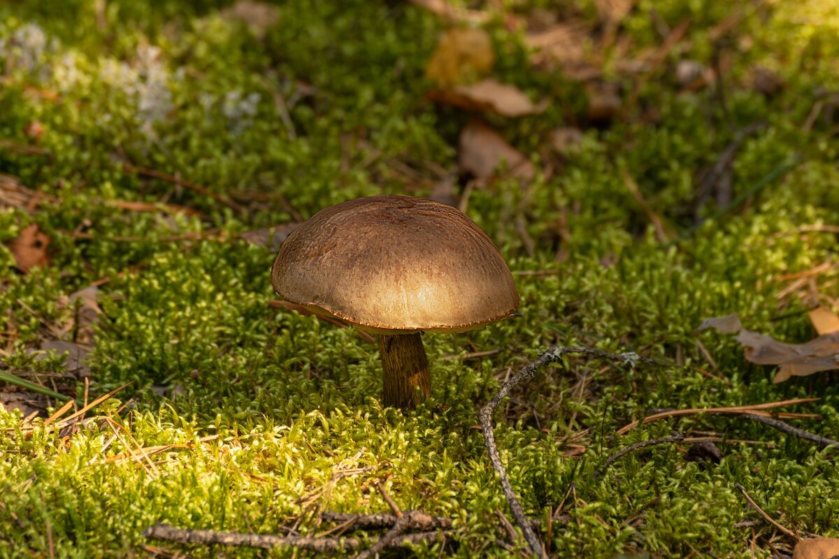 Подберезовик - Игорь Сикорский