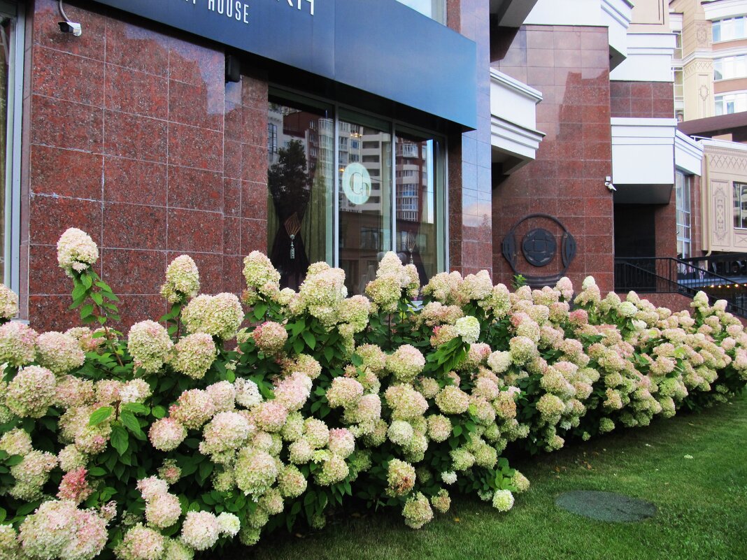 прекрасные гортензии - Елена Шаламова