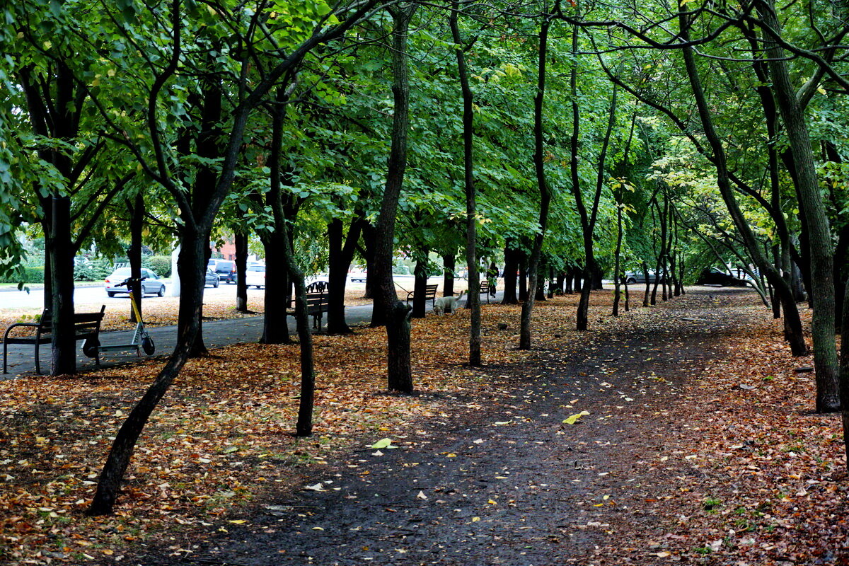 Осень в городе... - Николай Саржанов