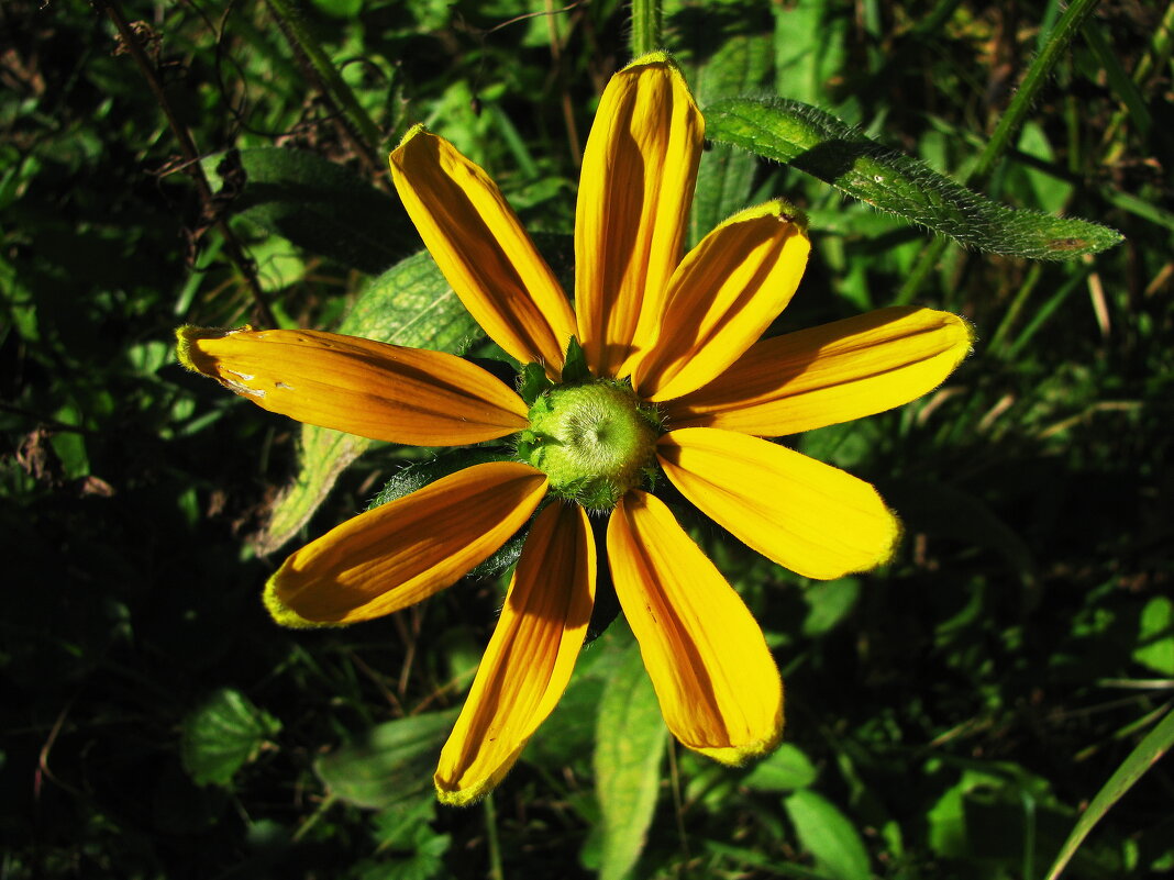 Зеленоглазая рудбекия - Людмила Смородинская