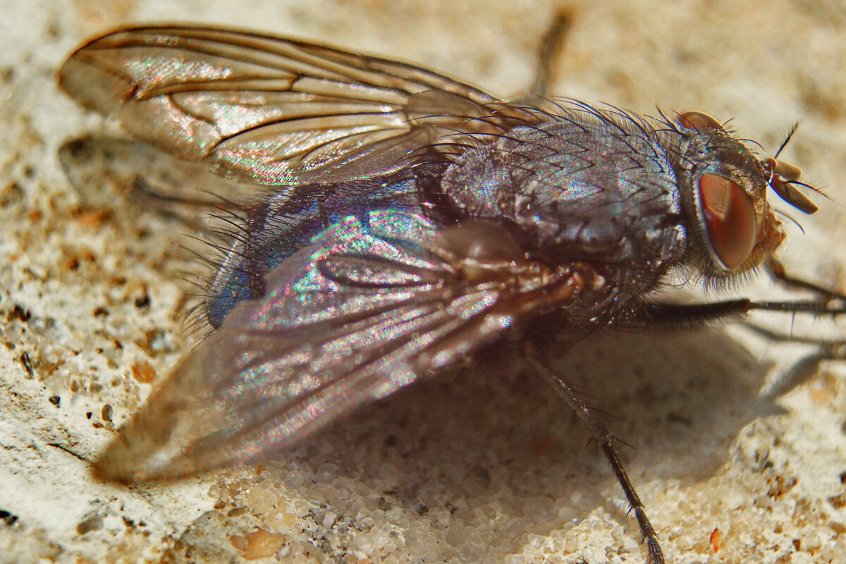 Муха - Александр Лычагин