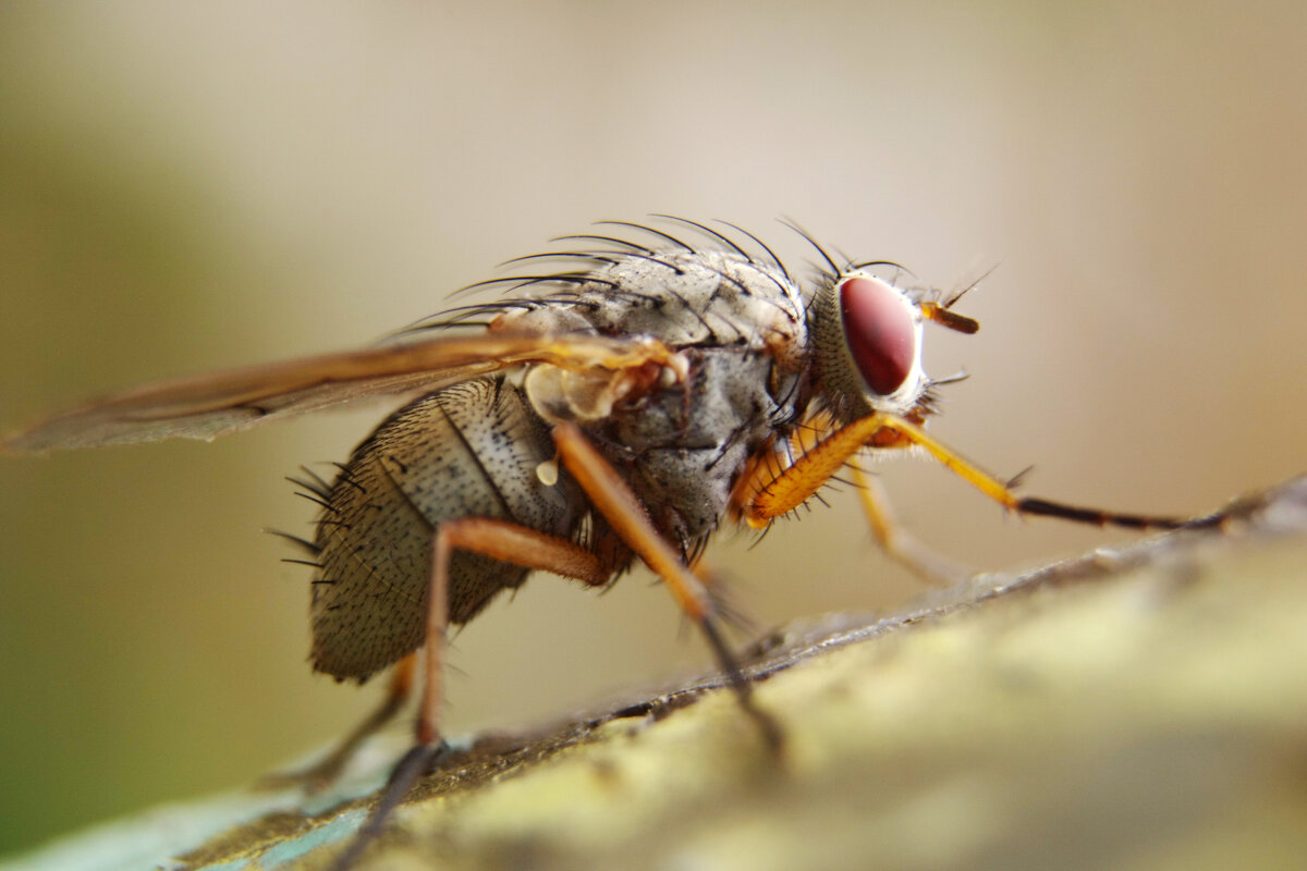 Муха - Александр Лычагин