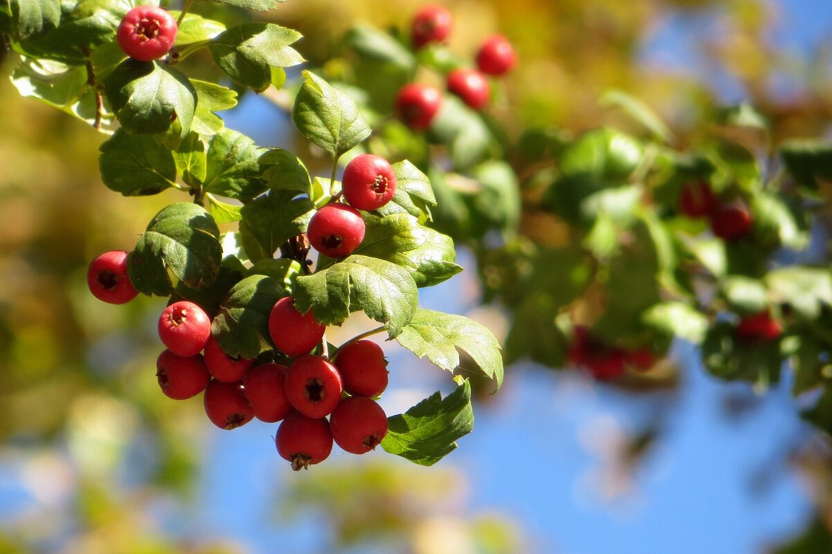 Плоды декоративного боярышника - Татьяна Смоляниченко
