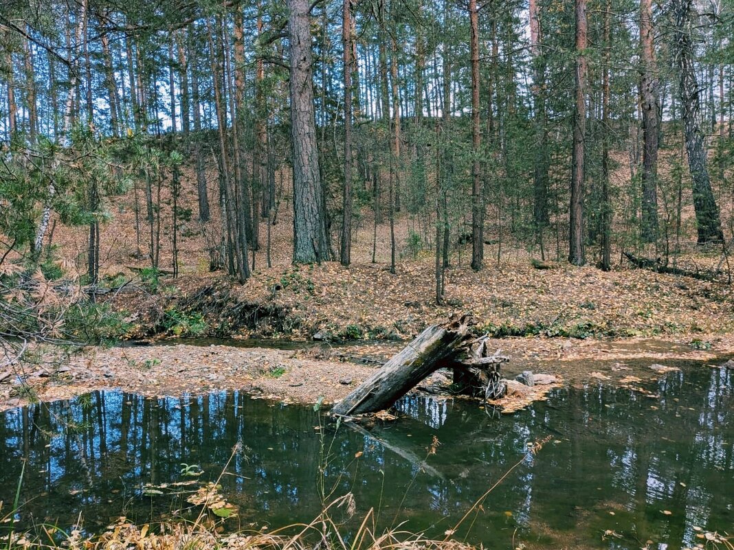 Тихий октябрь - Георгиевич 