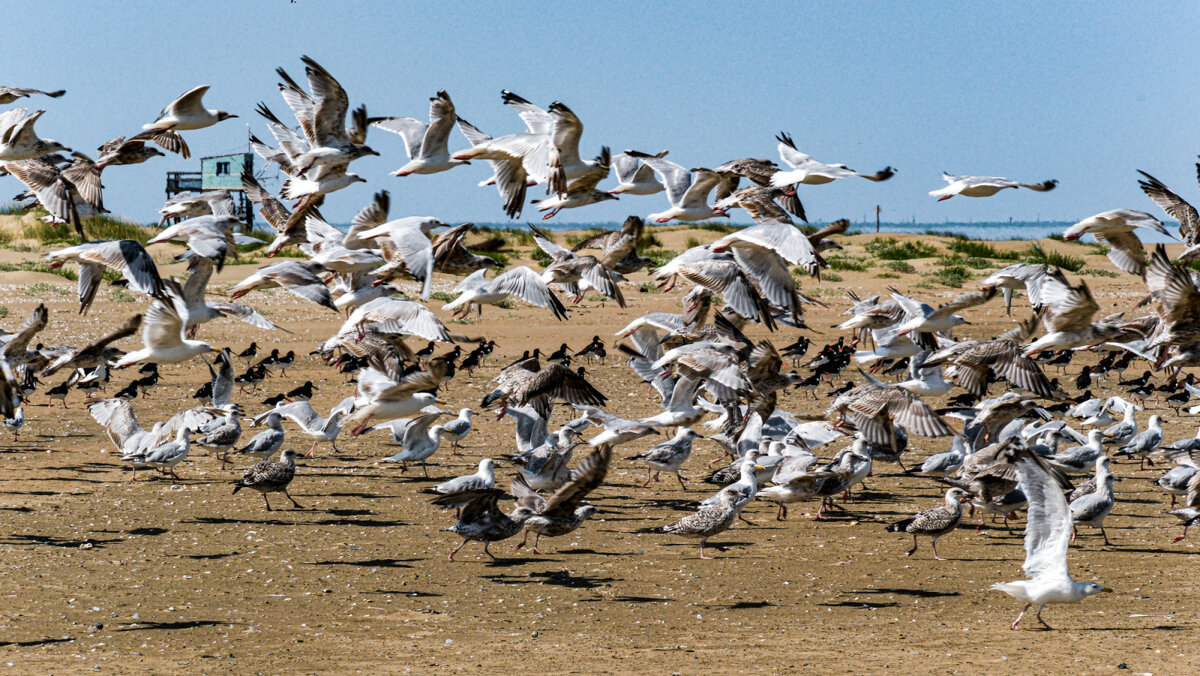 Чайки испугались - Георгий А